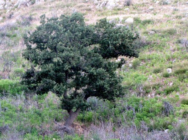 Vecchia guerriera - Quercus pubescens