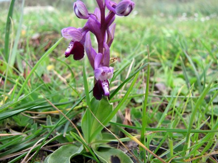 Orchis longicornu