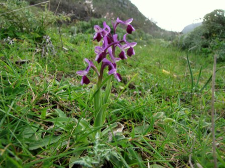 Orchis longicornu