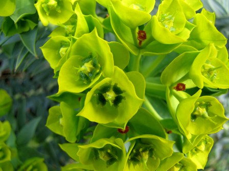 Euphorbia rigida / Euforbia rigida