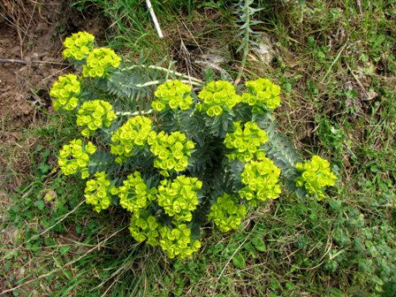 Euphorbia rigida / Euforbia rigida