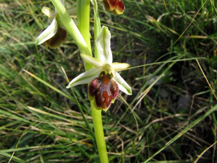 Successone!!! (Ophrys)