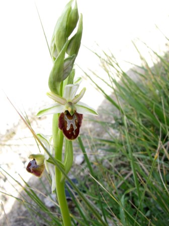 Successone!!! (Ophrys)