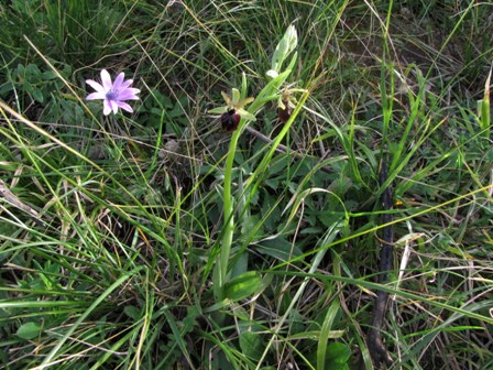 Successone!!! (Ophrys)