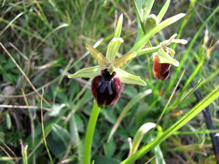 Successone!!! (Ophrys)