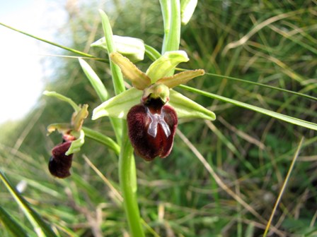 Successone!!! (Ophrys)