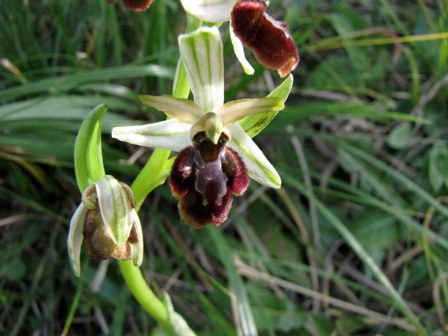 Successone!!! (Ophrys)