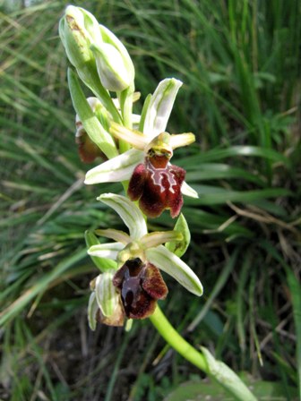 Successone!!! (Ophrys)