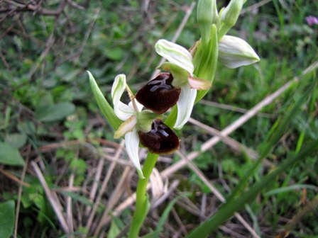 Successone!!! (Ophrys)