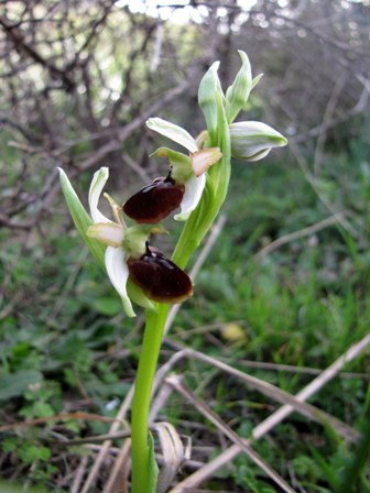 Successone!!! (Ophrys)