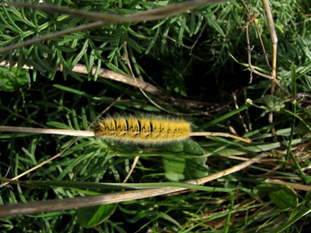 Lasiocampa (Pachygastria) trifolii (larva)