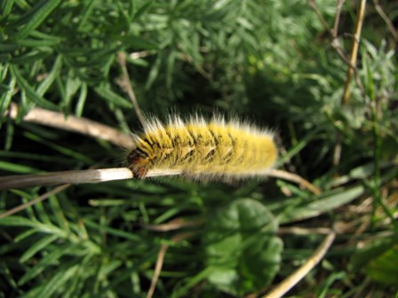 Lasiocampa (Pachygastria) trifolii (larva)