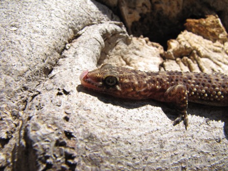 Hemydactylus turcicus anche qui