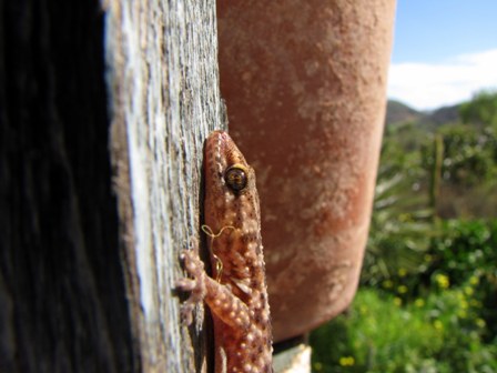 Hemydactylus turcicus anche qui