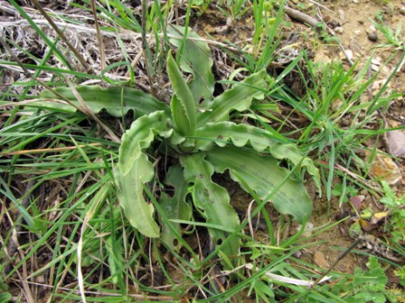 Rosette basali e domande di base