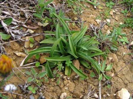 Rosette basali e domande di base