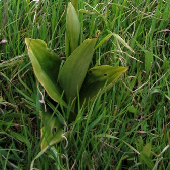 Rosette basali e domande di base