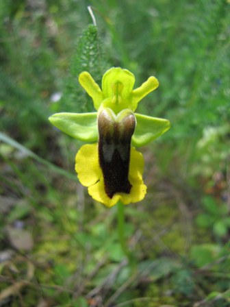 Ophrys gruppo subfusca???