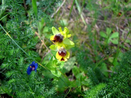 Ophrys gruppo subfusca???