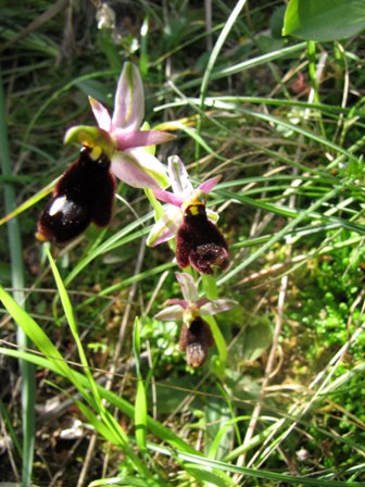 Dubbi di fine stagione orchidofila 1