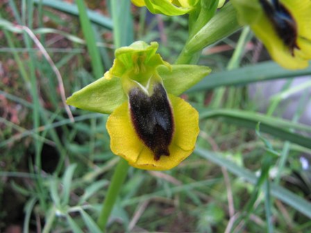 Ophrys gruppo subfusca???