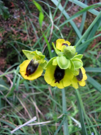 Ophrys gruppo subfusca???