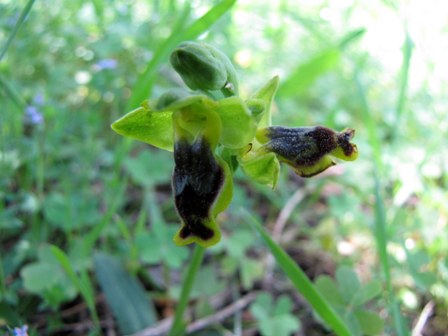 Ophrys gruppo subfusca???