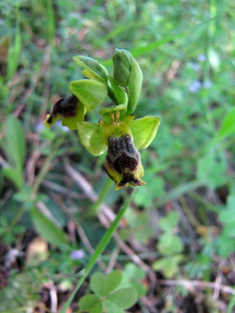 Ophrys gruppo subfusca???