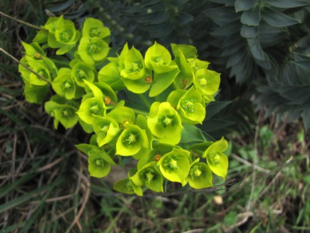 Euphorbia rigida / Euforbia rigida