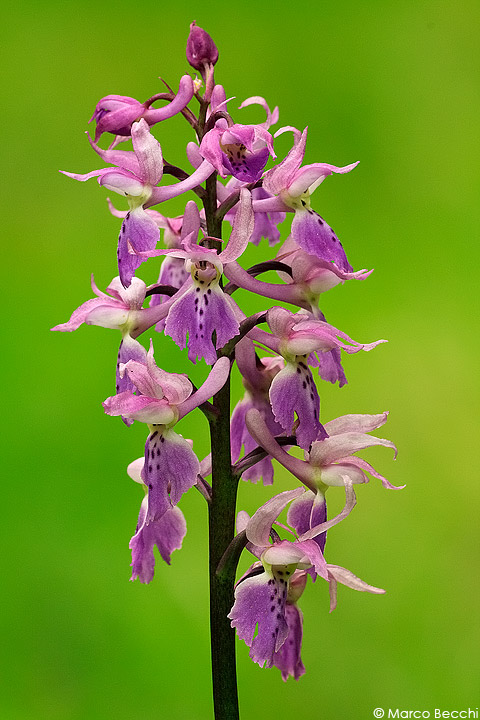 Orchis mascula / Orchidea maschio