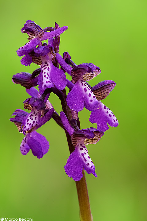 Orchis morio