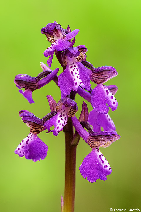 Orchis morio