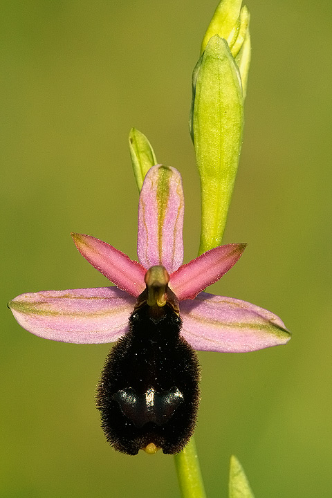 Ophrys benacensis?