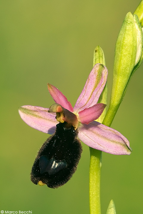 Ophrys benacensis?