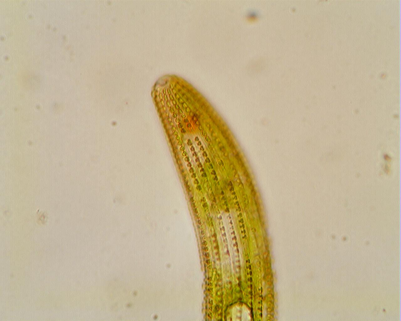 Un''altra euglena?