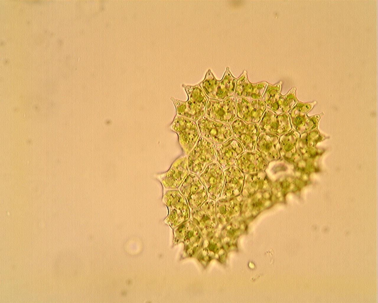 Pediastrum boryanum