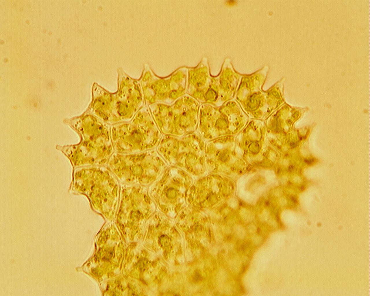 Pediastrum boryanum