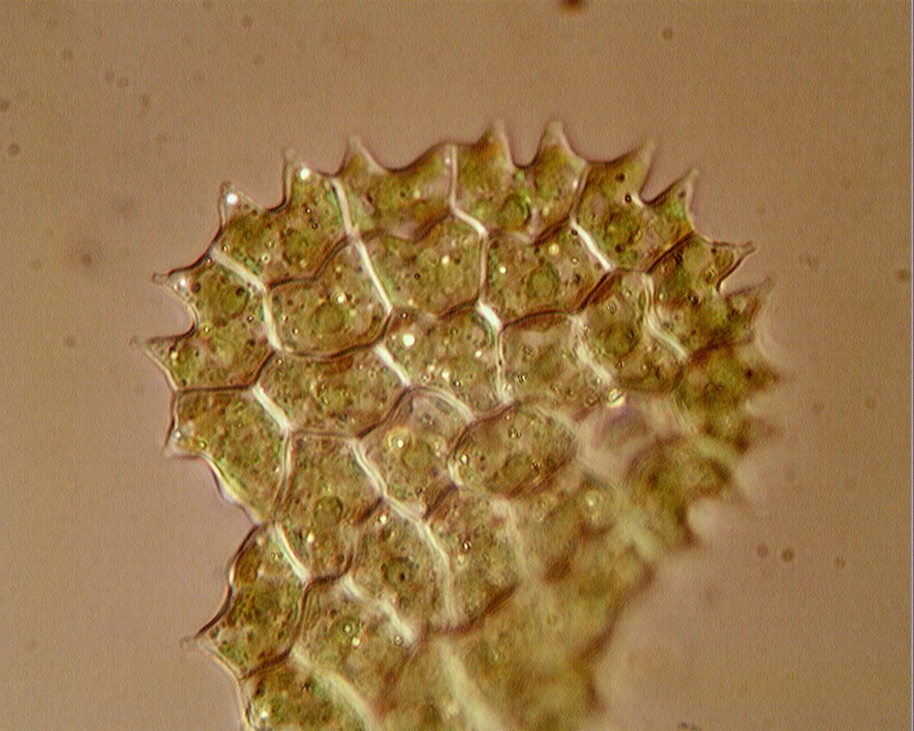 Pediastrum boryanum