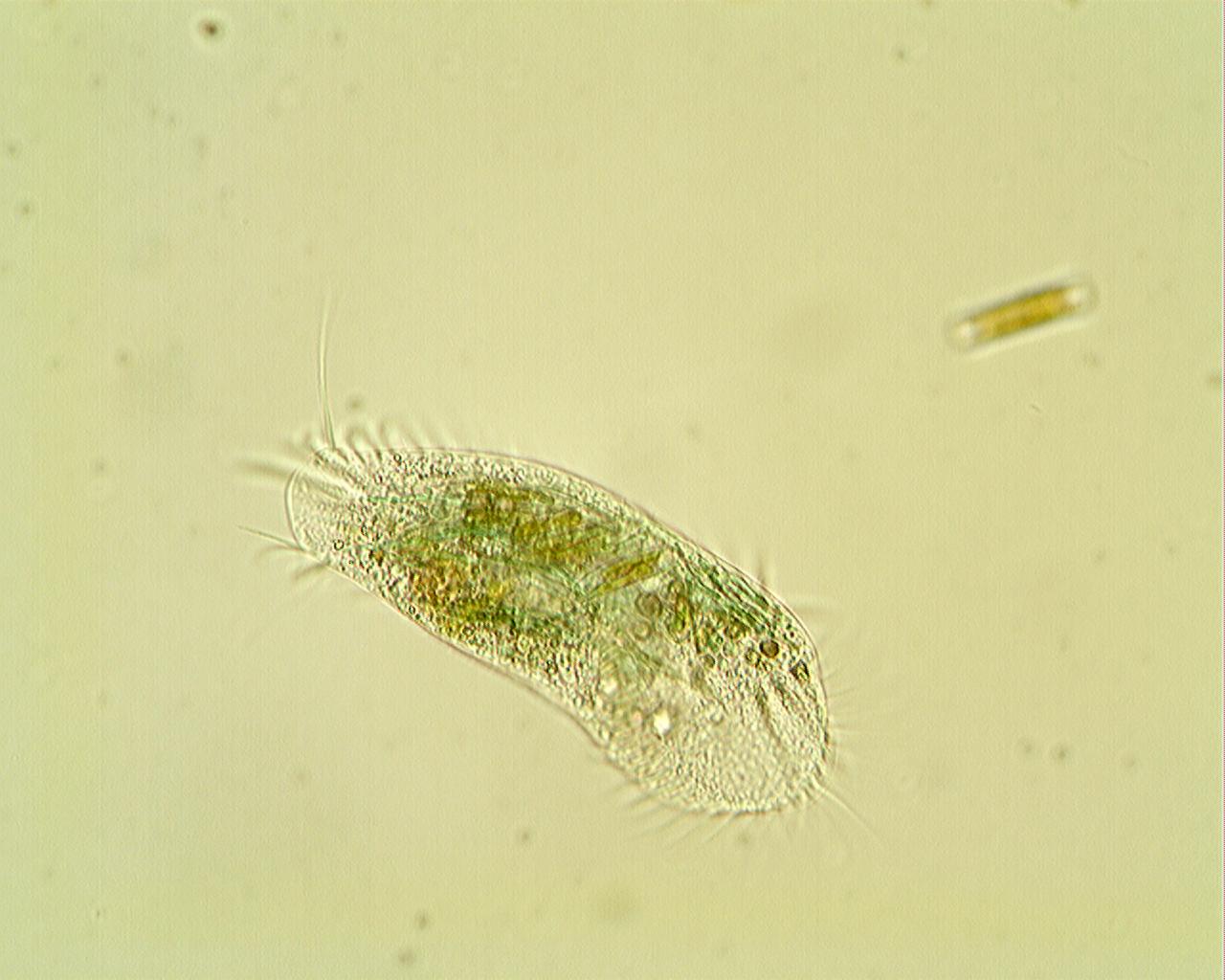ciliato [ Stylonychia mytilus ]