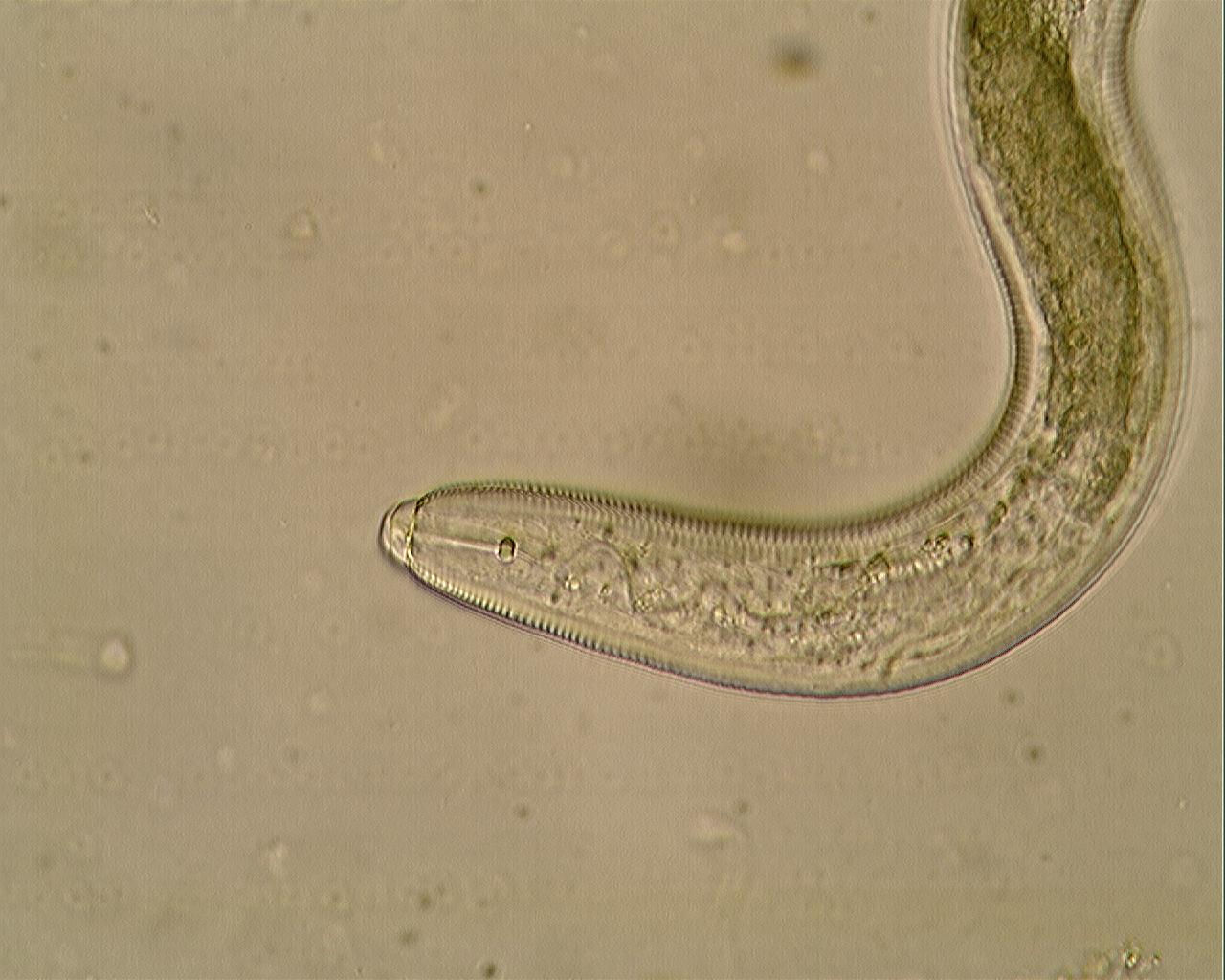 nematode del kiwi