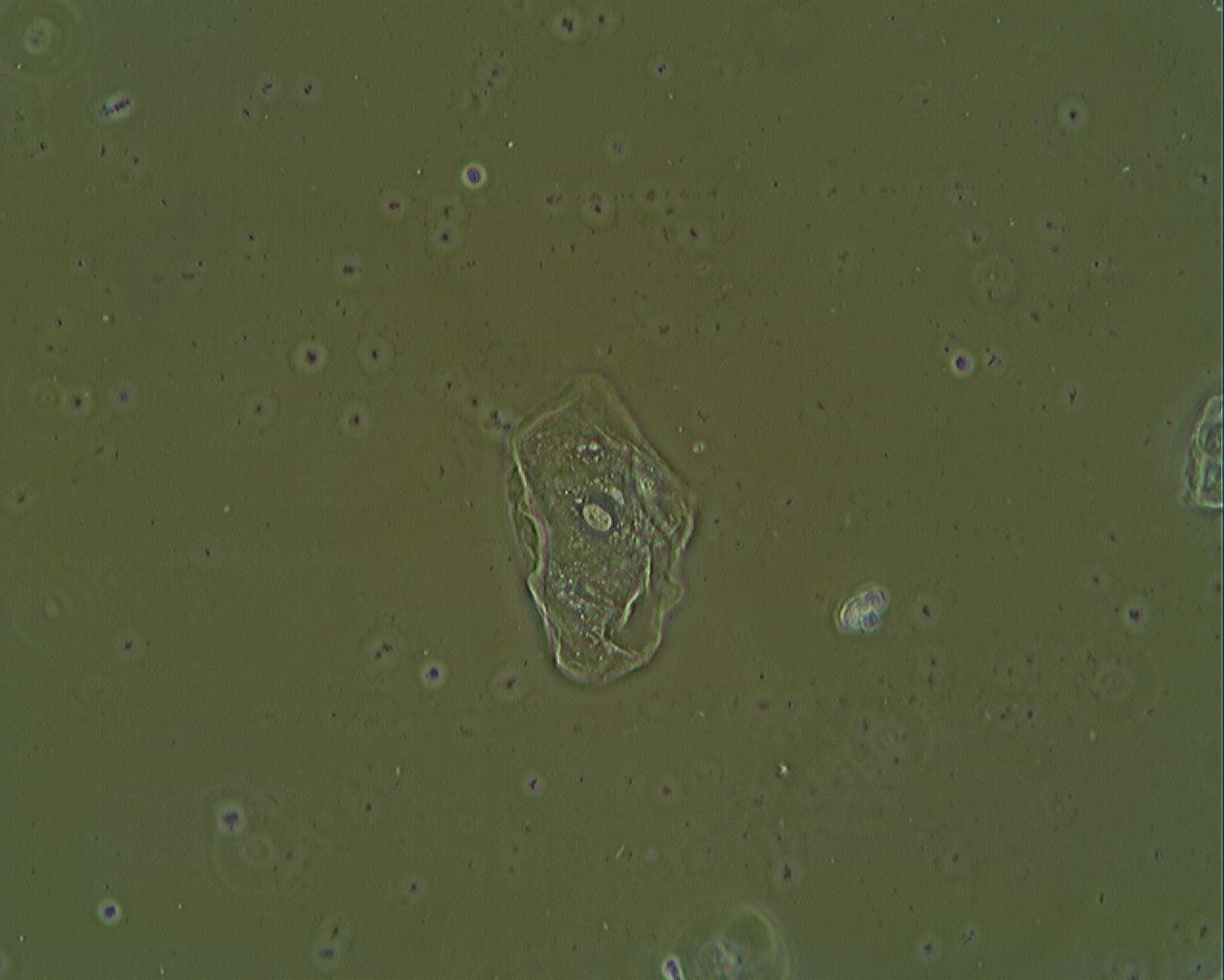 MISSIONE COMPIUTA !! - MICROSCOPIO ACQUISTATO