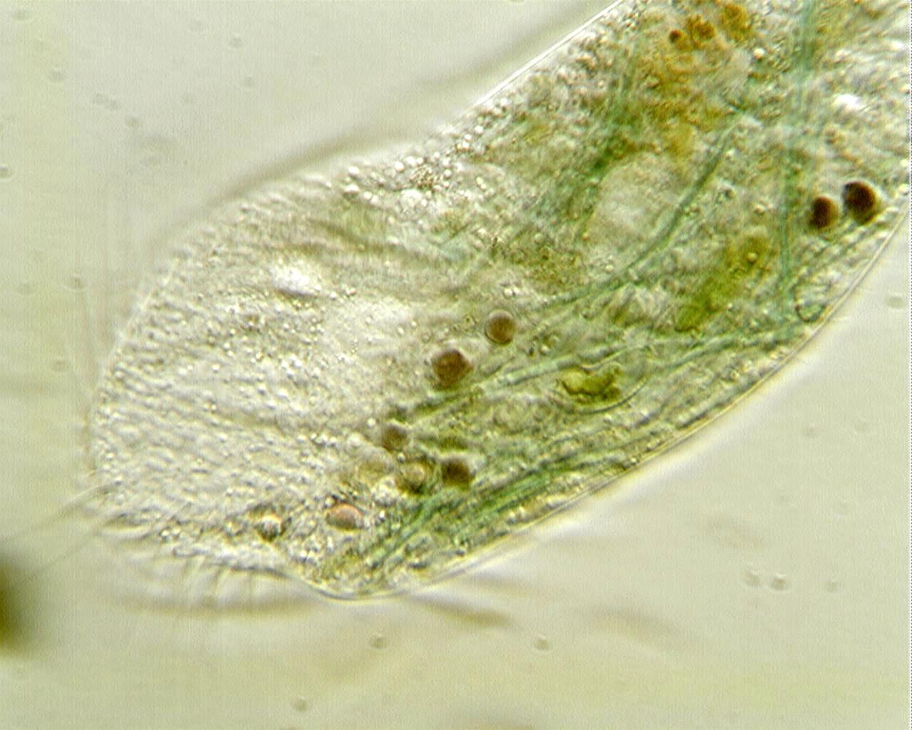 ciliato [ Stylonychia mytilus ]