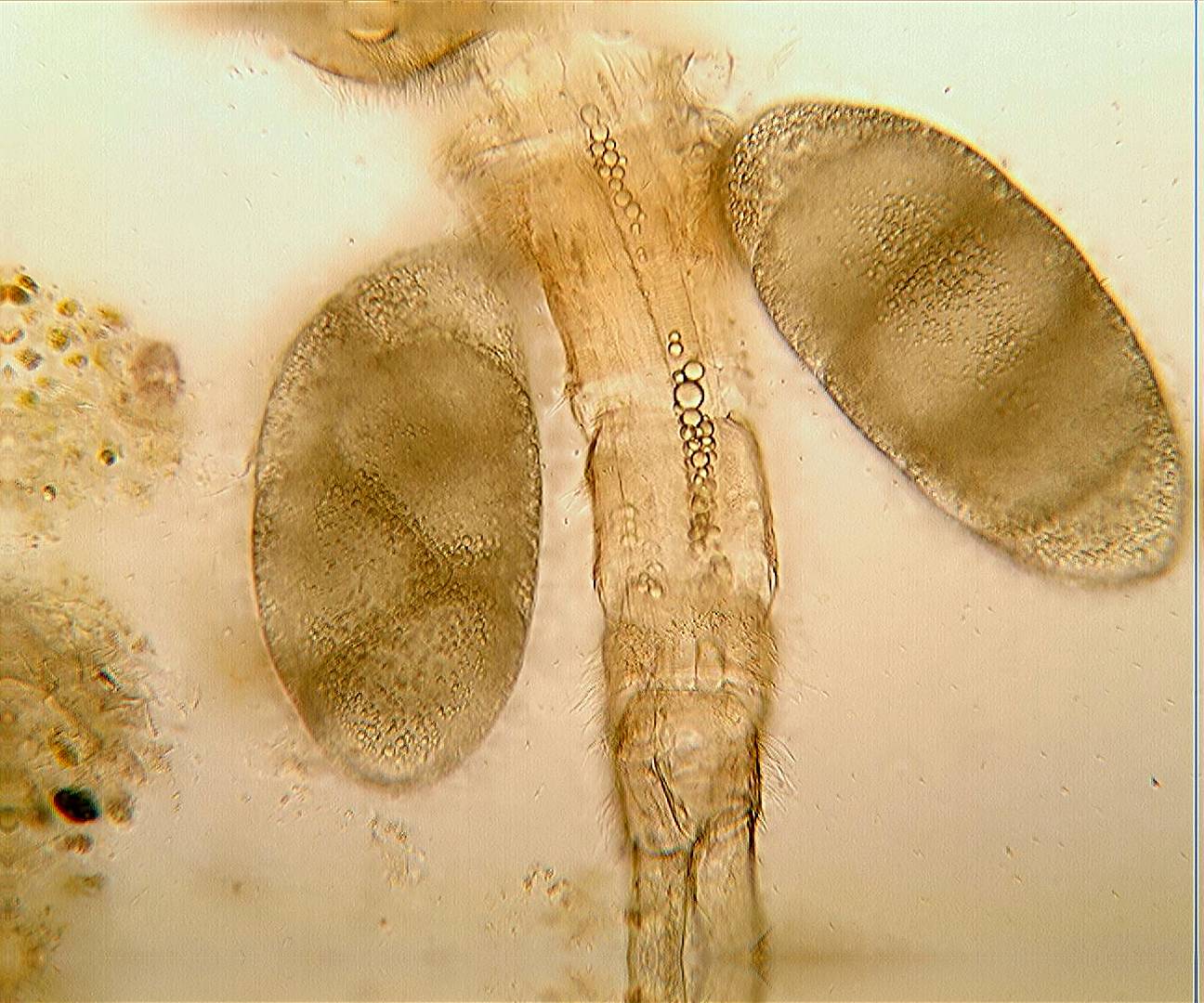 copepode combinez