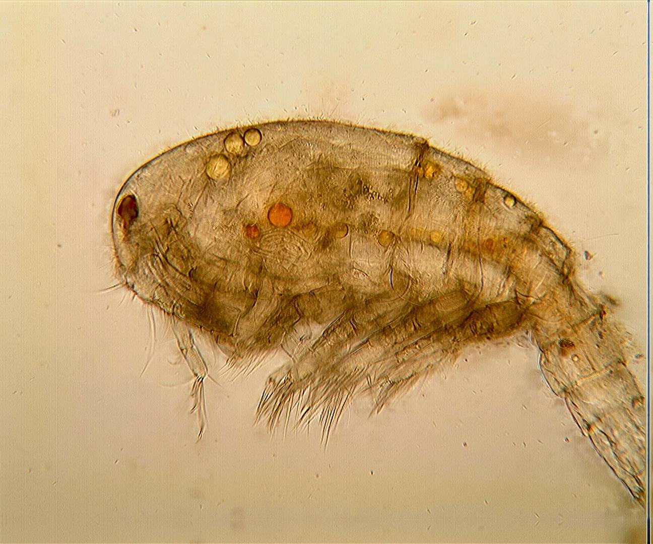 copepode combinez