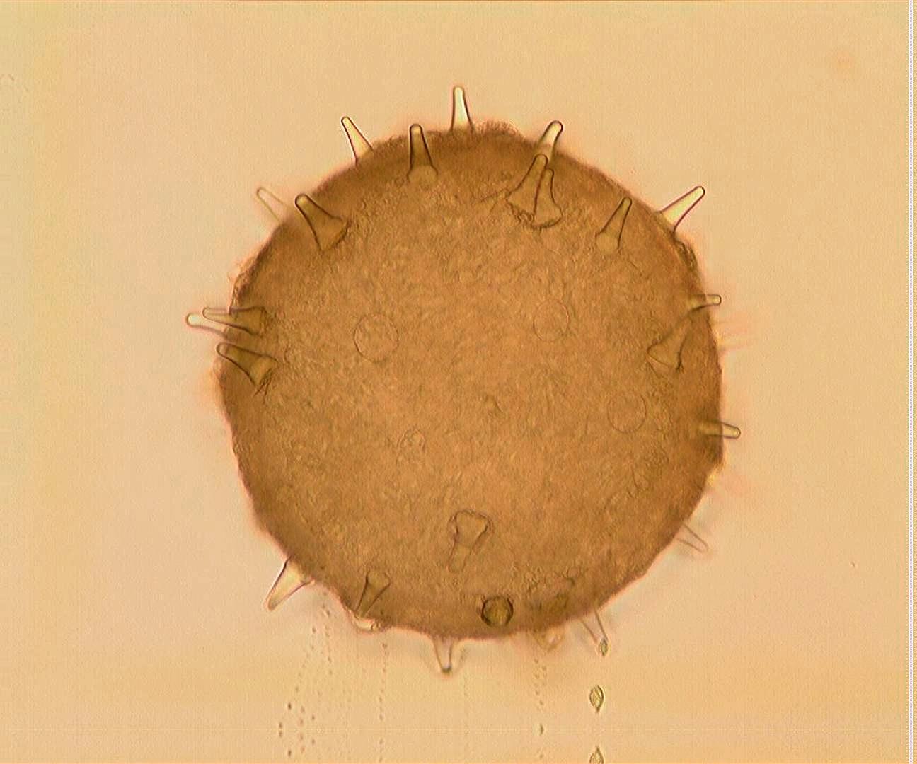 Polline di Ibiscus in epi illuminazione