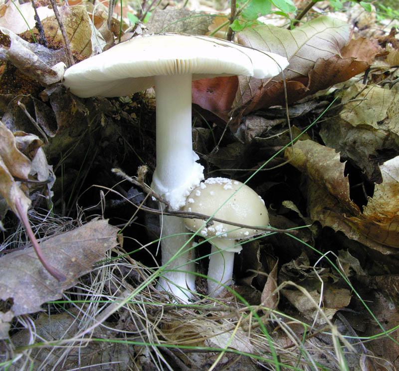 Amanita pantherina var.?