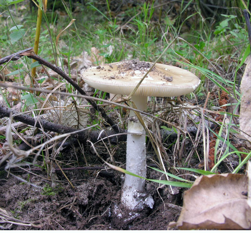 Amanita pantherina var.?