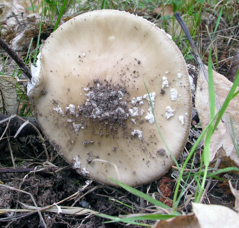 Amanita pantherina var.?