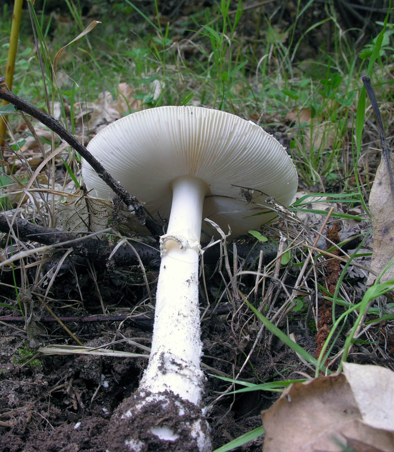 Amanita pantherina var.?