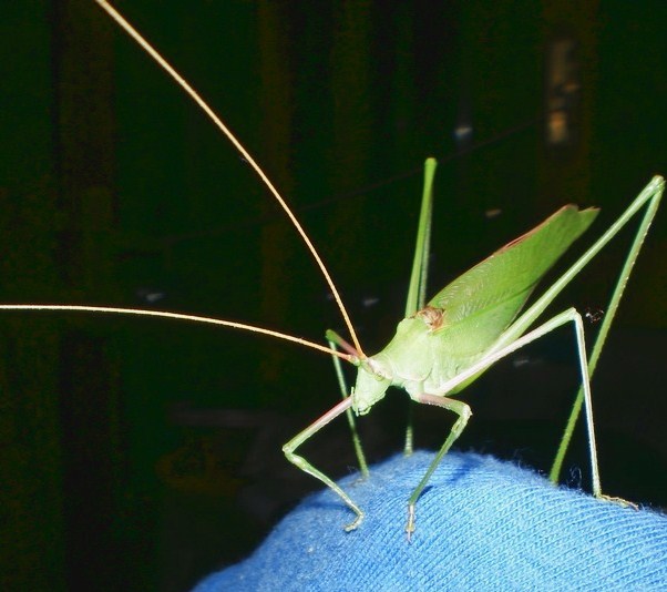 Un verde grillo: Acrometopa italica